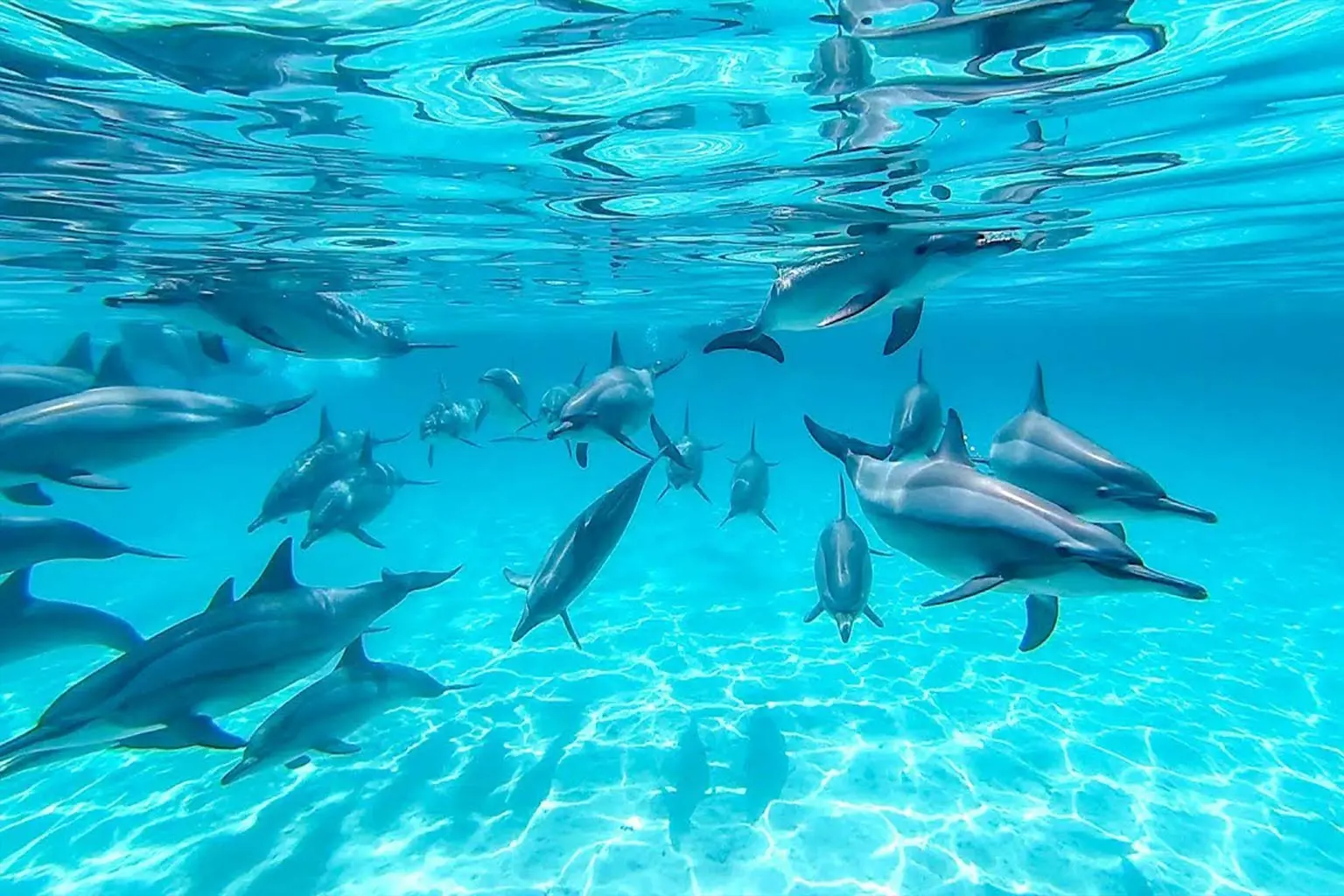 Dolphin House Adventure — 1