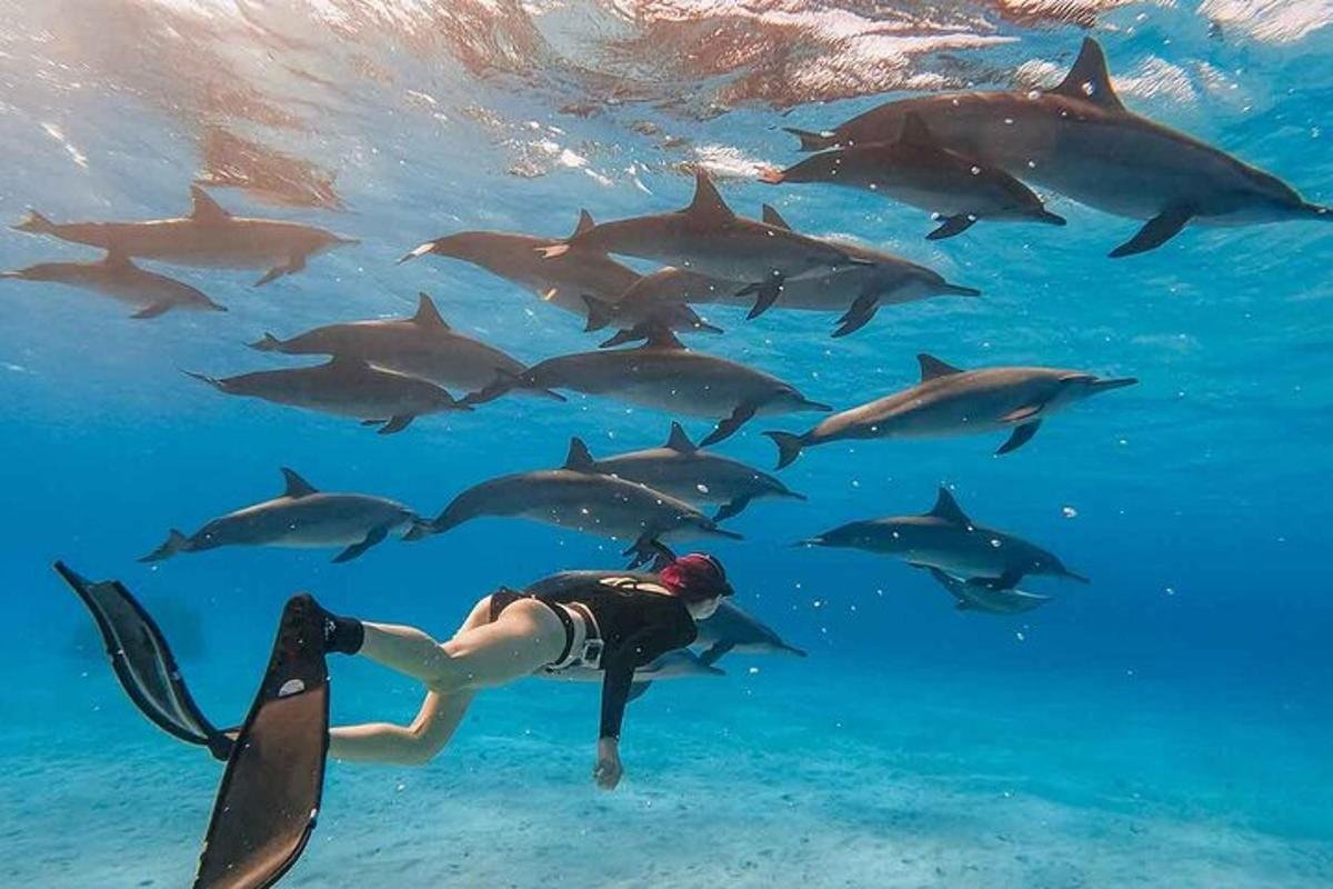 Dolphin House Adventure — 2