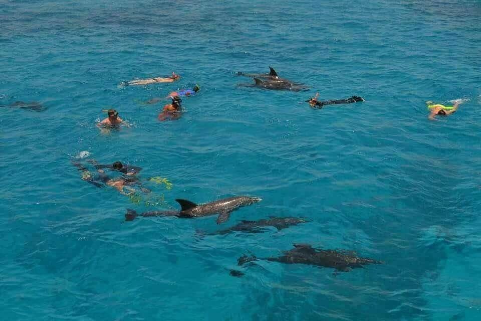 Dolphin House Adventure — 3